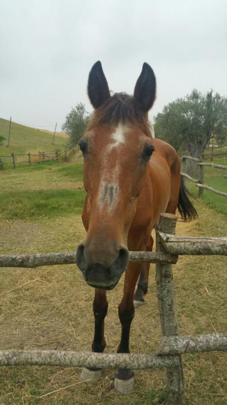 Lorena Agriturismo Maremma cavalli